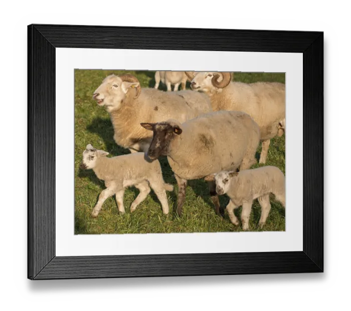 Framed Print : A diverse flock of sheep, including lambs Framed Print : A diverse flock of sheep, including lambs
