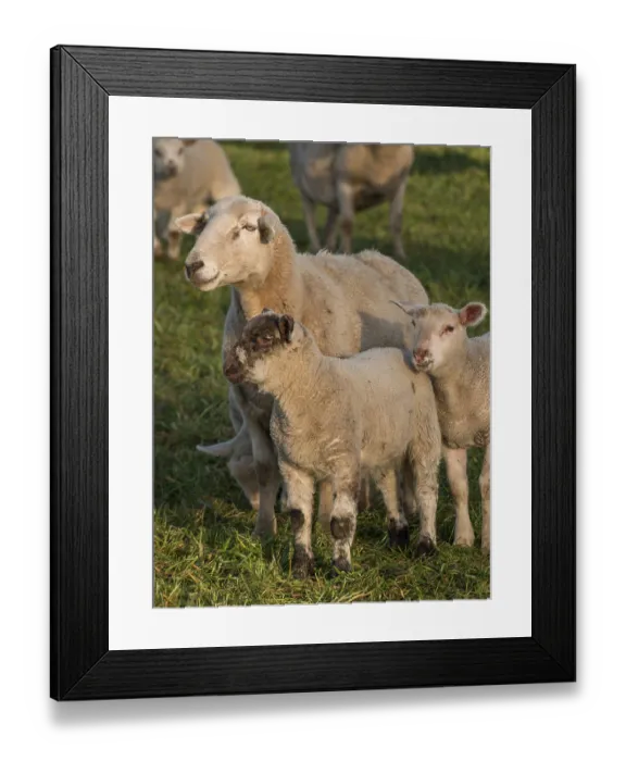Framed Print : A sheep standing protectively with two lambs on a green field Framed Print : A sheep standing protectively with two lambs on a green field