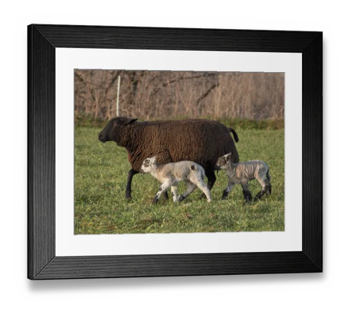 Framed Print : A black sheep runs across a natural pasture with two lambs Framed Print : A black sheep runs across a natural pasture with two lambs