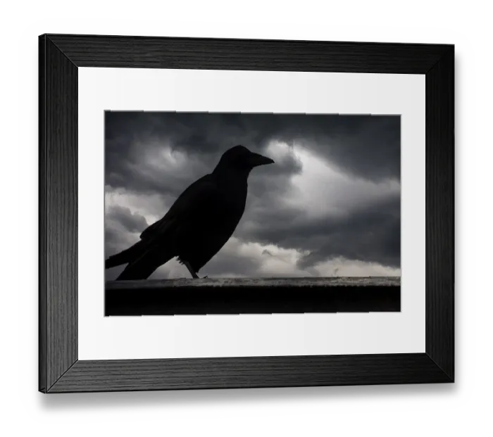 Framed Print : A raven silhouette against a backdrop of dark