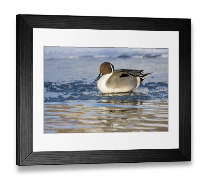 Framed Print : Pintail (Anas acuta) on a frozen body of water in a wintry atmosphere