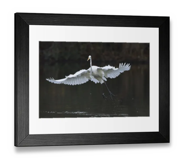Framed Print : Great White Egret (Ardea alba) flying just above a body of water with outstretched wings Framed Print : Great White Egret (Ardea alba) flying just above a body of water with outstretched wings
