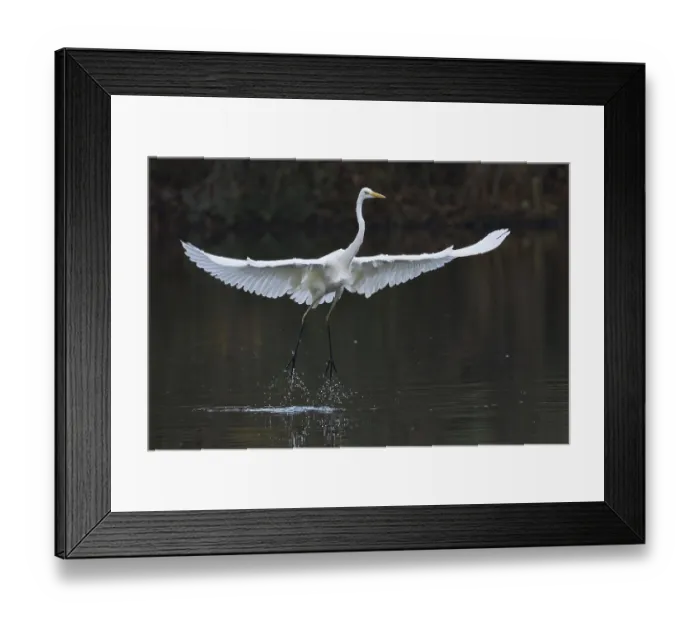 Framed Print : Great White Egret (Ardea alba) taking off from the water with large Framed Print : Great White Egret (Ardea alba) taking off from the water with large