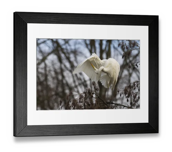 Framed Print : Great White Egret (Ardea alba) sitting in a tree and grooming its feathers in a quiet environment