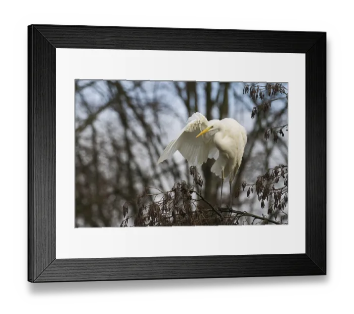 Framed Print : Great Egret (Ardea alba) in a tree grooming its feathers in a tranquil setting Framed Print : Great Egret (Ardea alba) in a tree grooming its feathers in a tranquil setting