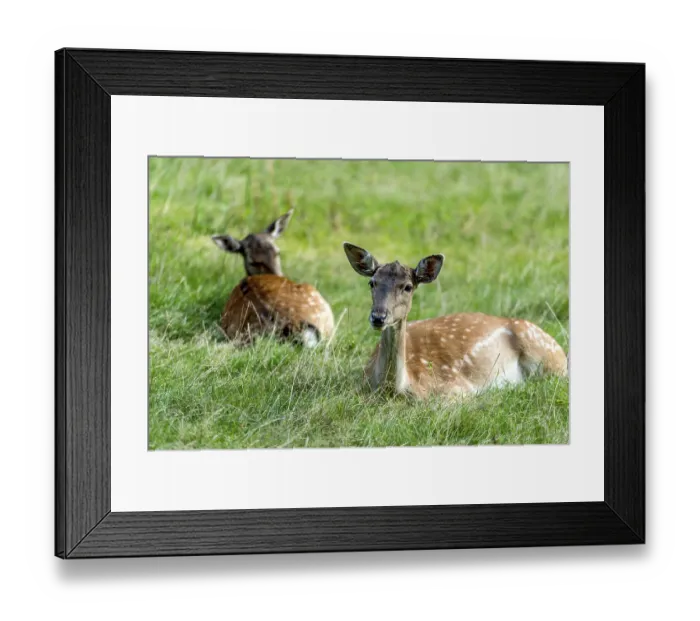 Framed Print : Dams (dama dama) Bald deer, hinds