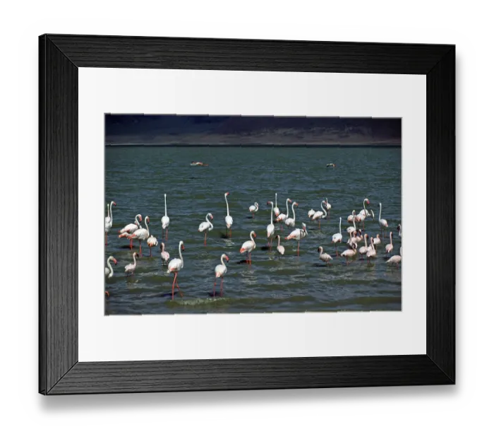 Framed Print : Flamingos, Ngorongoro crater, Tanzania
