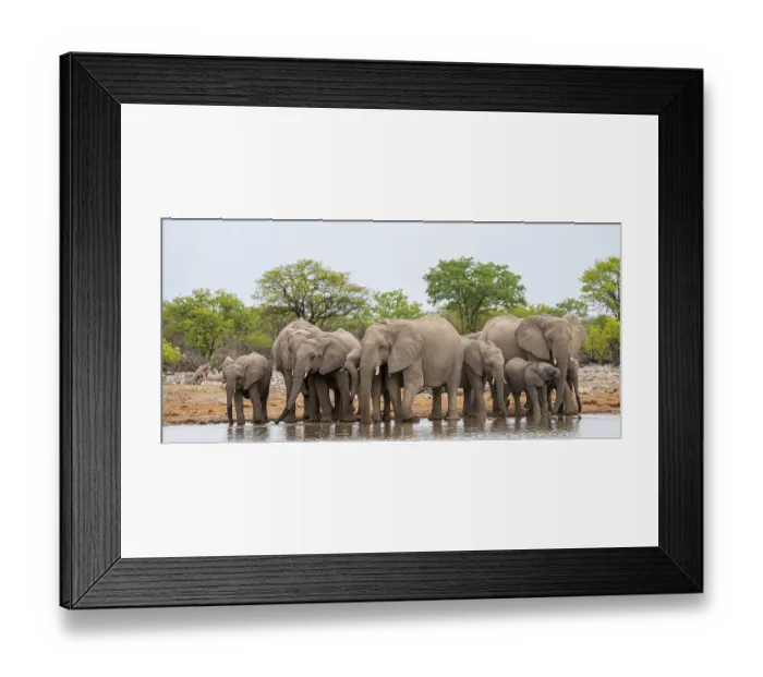 Framed Print : Herd of animals, animal family with young Framed Print : Herd of animals, animal family with young