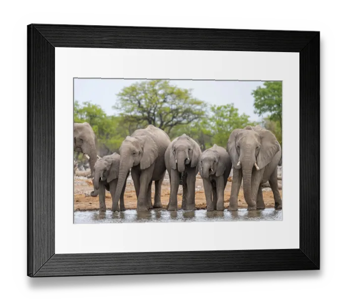 Framed Print : Herd of animals, animal family with young