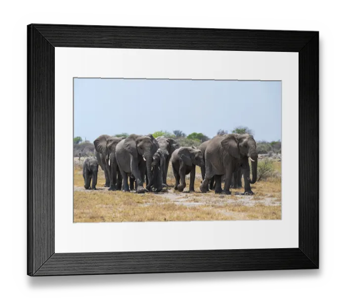 Framed Print : Herd of animals, animal family with young