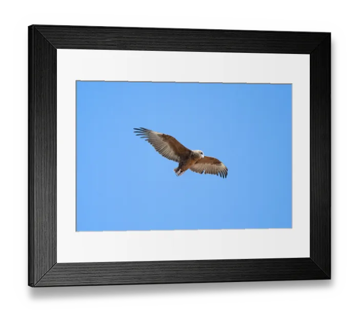Framed Print : Savannah eagle or eagle of prey (Aquila rapax) Framed Print : Savannah eagle or eagle of prey (Aquila rapax)