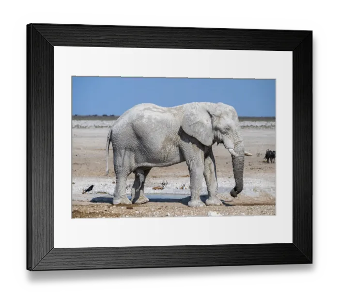 Framed Print : Lone African elephant (Loxodonta africana) drinking at a waterhole
