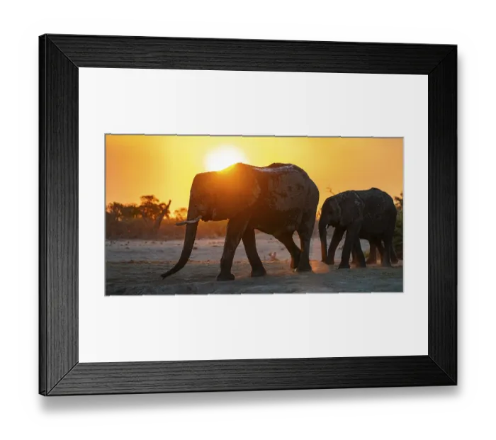 Framed Print : African elephant (Loxodonta africana) Framed Print : African elephant (Loxodonta africana)