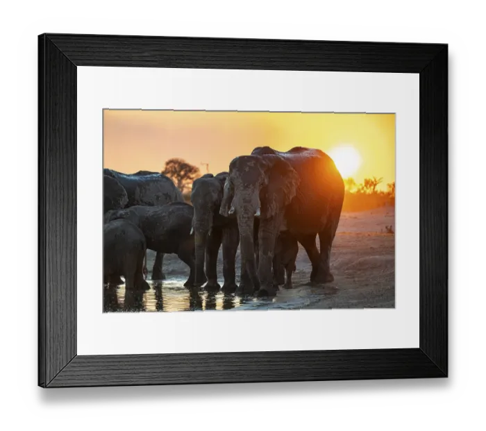 Framed Print : Herd of elephants, African elephant (Loxodonta africana) at the waterhole Framed Print : Herd of elephants, African elephant (Loxodonta africana) at the waterhole