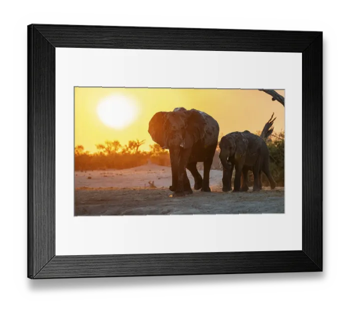 Framed Print : African elephant (Loxodonta africana)