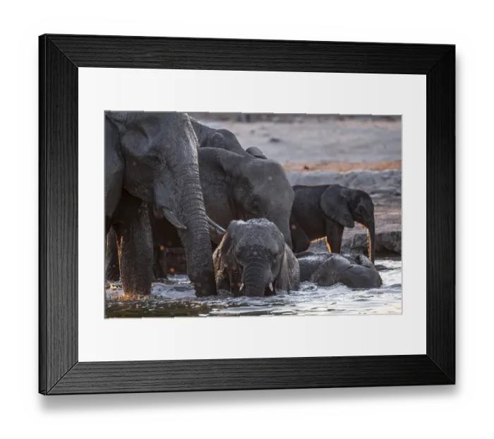 Framed Print : Herd of elephants, African elephant (Loxodonta africana) with young at the waterhole Framed Print : Herd of elephants, African elephant (Loxodonta africana) with young at the waterhole
