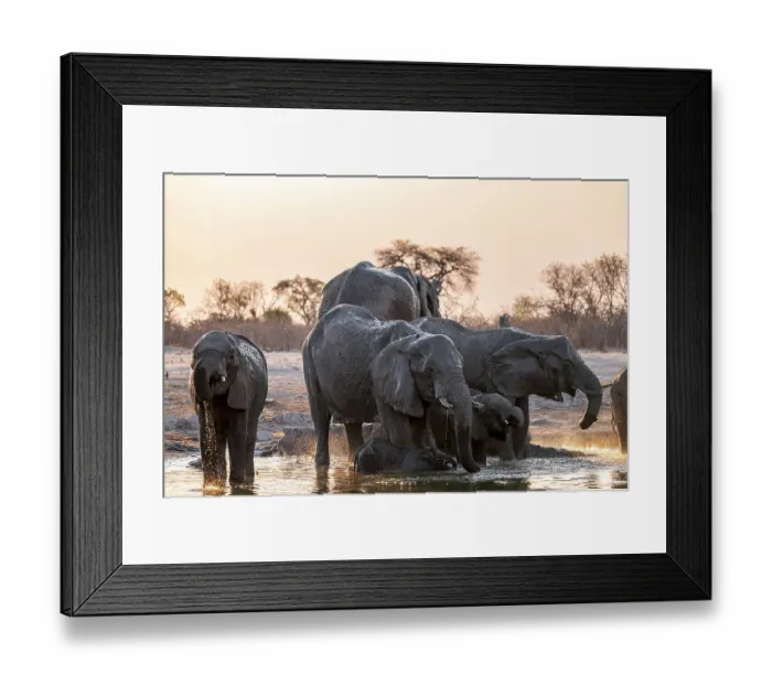 Framed Print : Herd of elephants, African elephant (Loxodonta africana) with young at the waterhole