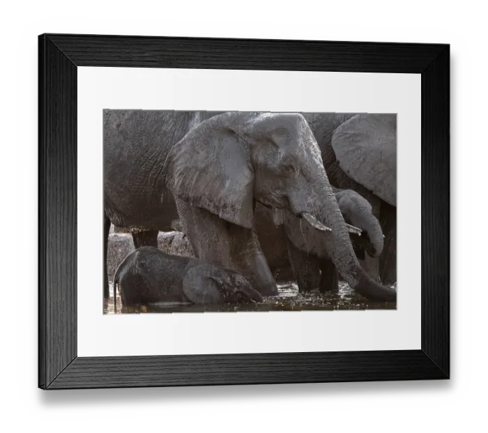 Framed Print : Herd of elephants, African elephant (Loxodonta africana) with young at the waterhole Framed Print : Herd of elephants, African elephant (Loxodonta africana) with young at the waterhole