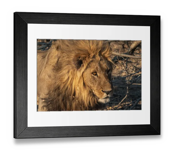 Framed Print : Maned lion, lion (Panthera leo) Framed Print : Maned lion, lion (Panthera leo)