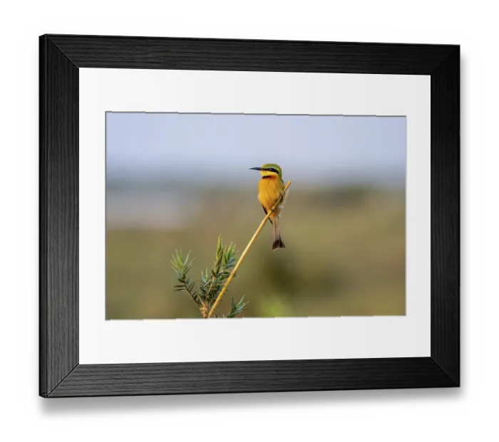 Framed Print : Dwarf spint (Merops pusillus), on the Kavango River Framed Print : Dwarf spint (Merops pusillus), on the Kavango River