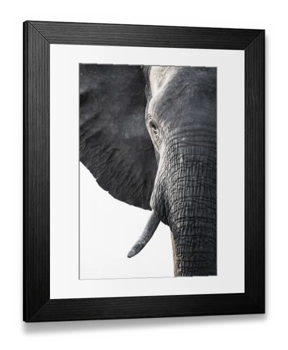 Framed Print : Detail, Animal portrait, African elephant (Loxodonta africana)