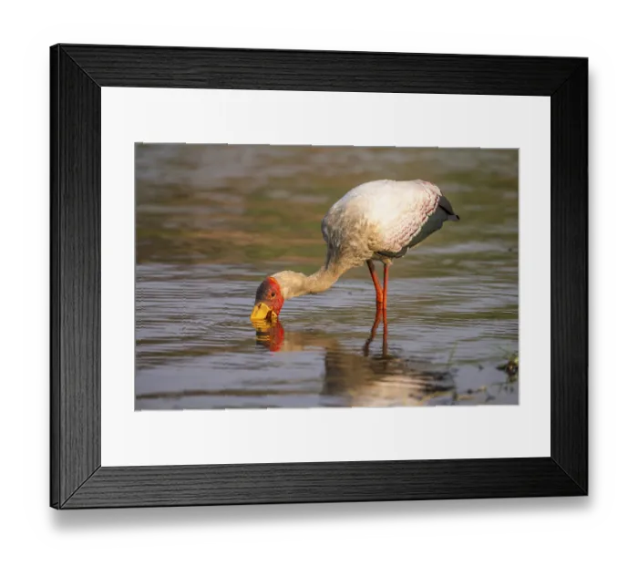 Framed Print : Glutton (Mycteria ibis) in the water foraging on the Chobe River