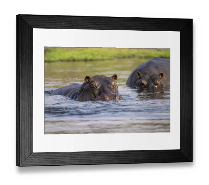 Framed Print : Hippopotamus (Hippopatamus amphibius) in the water Framed Print : Hippopotamus (Hippopatamus amphibius) in the water