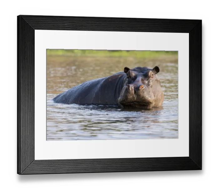 Framed Print : Hippopotamus (Hippopatamus amphibius) in the water Framed Print : Hippopotamus (Hippopatamus amphibius) in the water