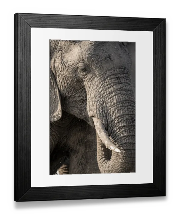 Framed Print : Detail, Animal portrait, African elephant (Loxodonta africana)