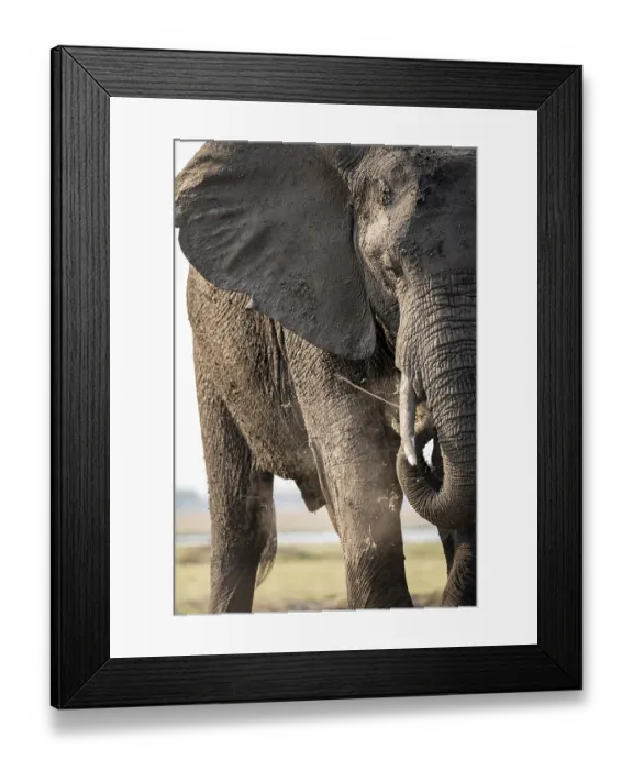 Framed Print : Detail, Animal portrait, African elephant (Loxodonta africana)