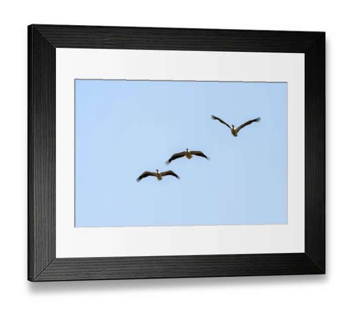 Framed Print : Pink pelican (Pelecanus onocrotalus) in flight