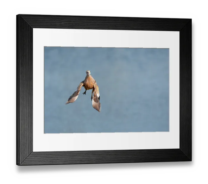 Framed Print : Burchell's sandgrouse (Pterocles burchelli) in flight Framed Print : Burchell's sandgrouse (Pterocles burchelli) in flight
