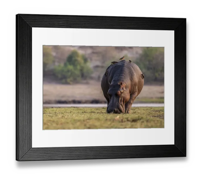 Framed Print : Hippopotamus (Hippopatamus amphibius) grazing Framed Print : Hippopotamus (Hippopatamus amphibius) grazing