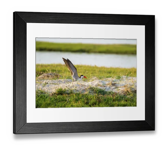 Framed Print : African Skimmer (Rynchops flavirostris)