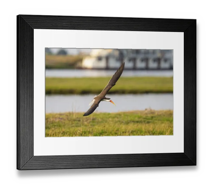 Framed Print : African Skimmer (Rynchops flavirostris)