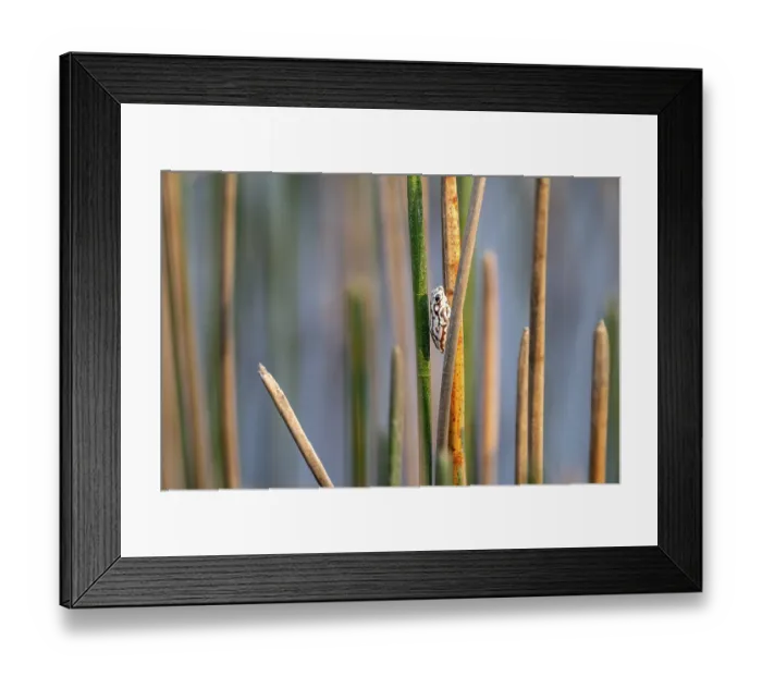 Framed Print : Marble reed frog (Hyperolius marmoratus)