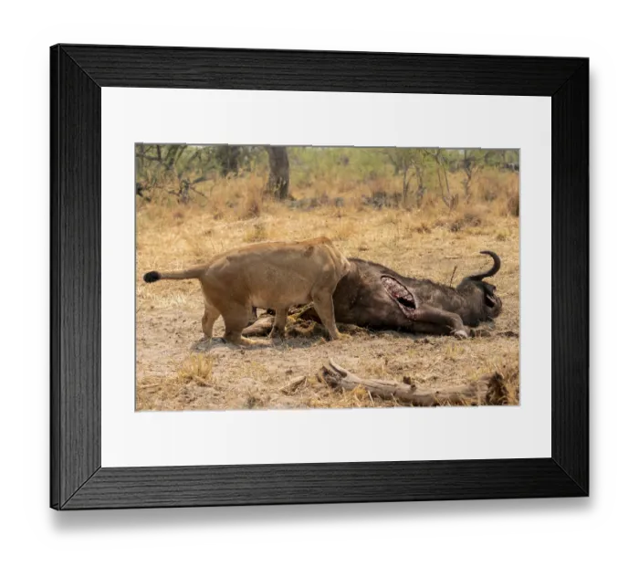 Framed Print : Funny, Kill, Lion (Panthera Leo) eats buffalo Framed Print : Funny, Kill, Lion (Panthera Leo) eats buffalo