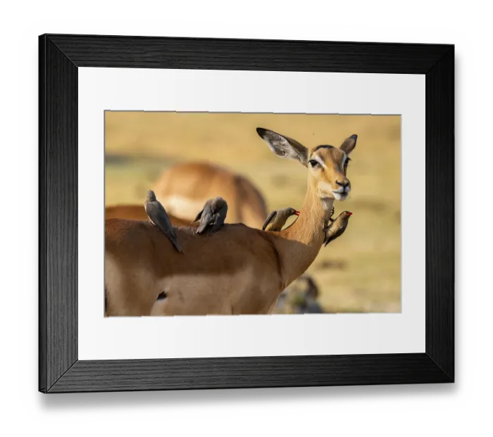 Framed Print : Impala (Aepyceros melampus) and red-billed oxpecker (Buphagus africanus)