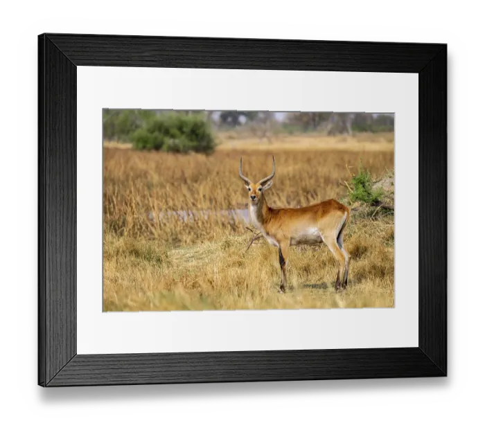 Framed Print : Letschwe or lychee moor antelope (Kobus leche) Framed Print : Letschwe or lychee moor antelope (Kobus leche)