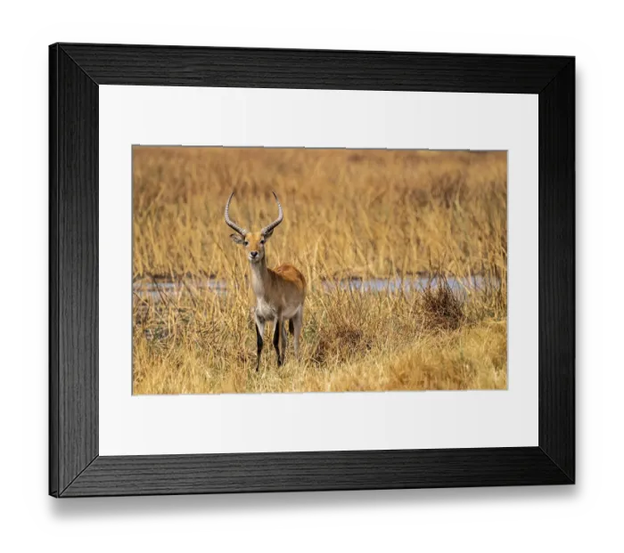 Framed Print : Letschwe or lychee moor antelope (Kobus leche) Framed Print : Letschwe or lychee moor antelope (Kobus leche)