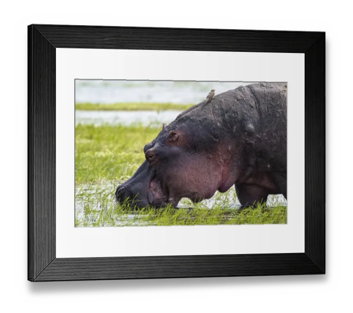 Framed Print : Greater hippopotamus (Hippopatamus amphibius)