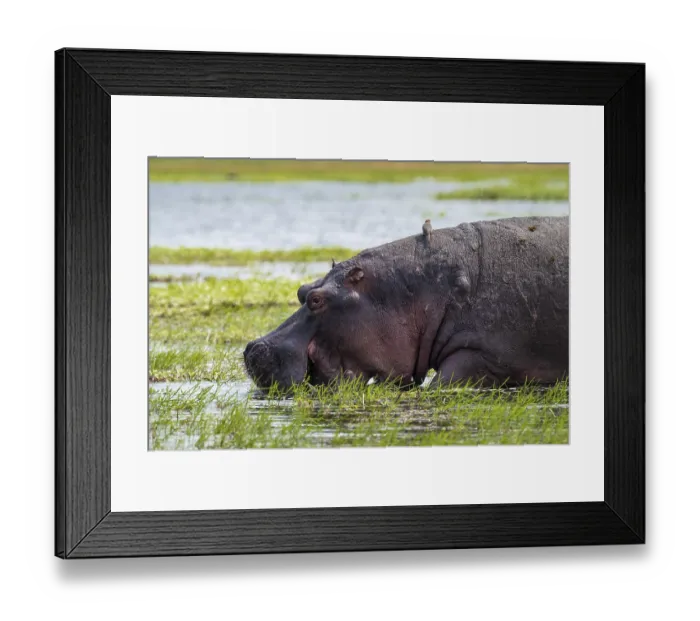 Framed Print : Greater hippopotamus (Hippopatamus amphibius)
