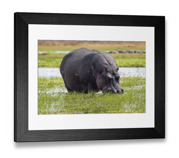 Framed Print : Hippopotamus (Hippopatamus amphibius) grazing
