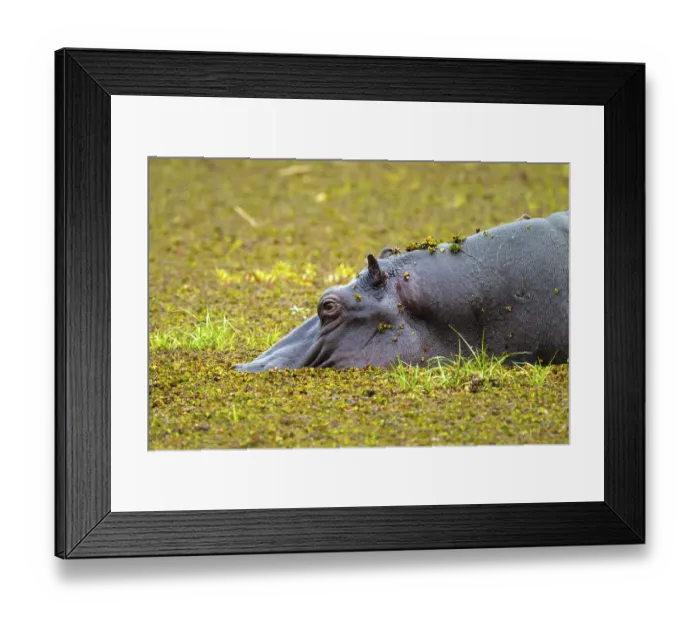 Framed Print : Hippopotamus (Hippopatamus amphibius) hiding in the swamp Framed Print : Hippopotamus (Hippopatamus amphibius) hiding in the swamp