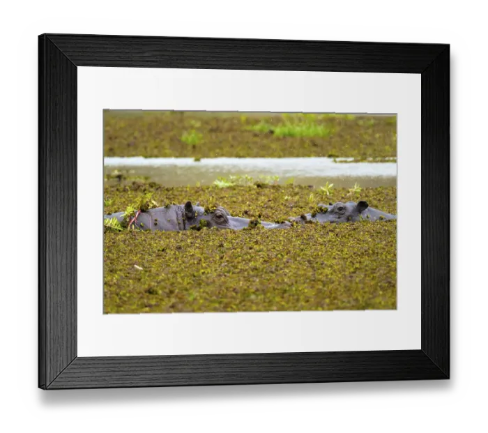 Framed Print : Hippopotamus (Hippopatamus amphibius) hiding in the swamp