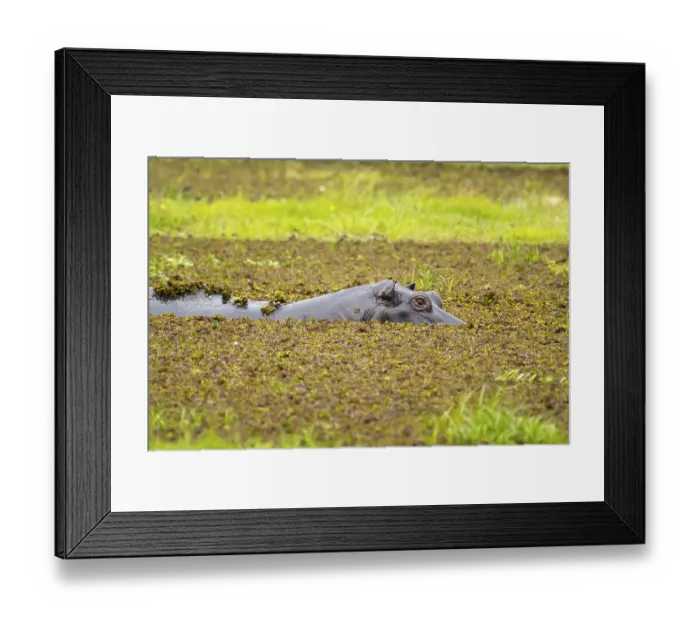Framed Print : Hippopotamus (Hippopatamus amphibius) hiding in the swamp Framed Print : Hippopotamus (Hippopatamus amphibius) hiding in the swamp