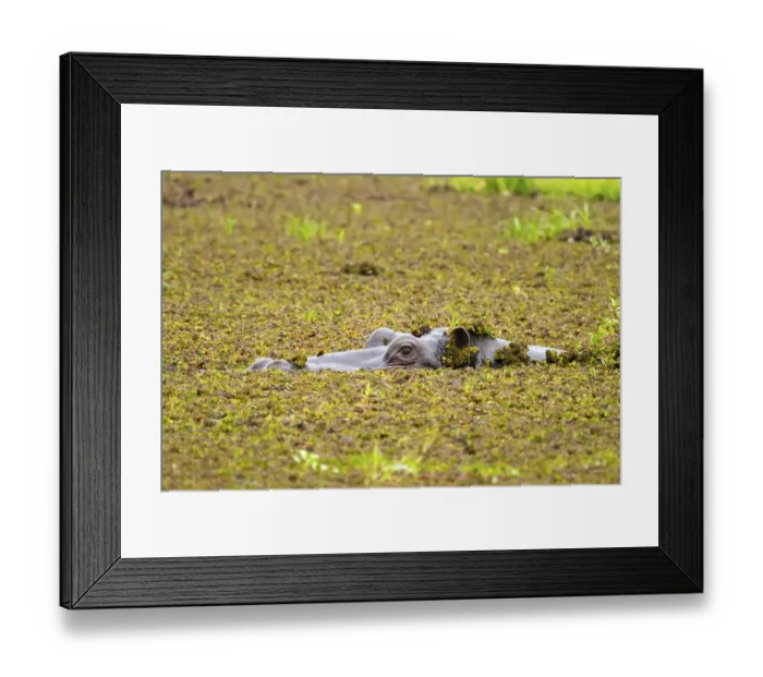 Framed Print : Hippopotamus (Hippopatamus amphibius) hiding in the swamp