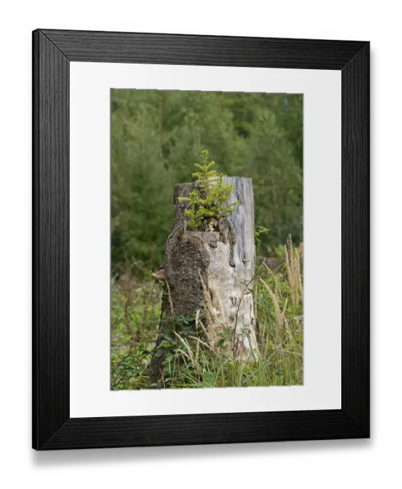 Framed Print : Spruce (Picea abies), young trees growing on a sawn-off and rotten spruce trunk Framed Print : Spruce (Picea abies), young trees growing on a sawn-off and rotten spruce trunk