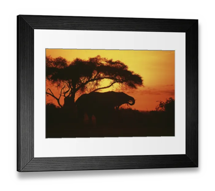 Framed Print : Elephant at sunrise in Amboseli National Park