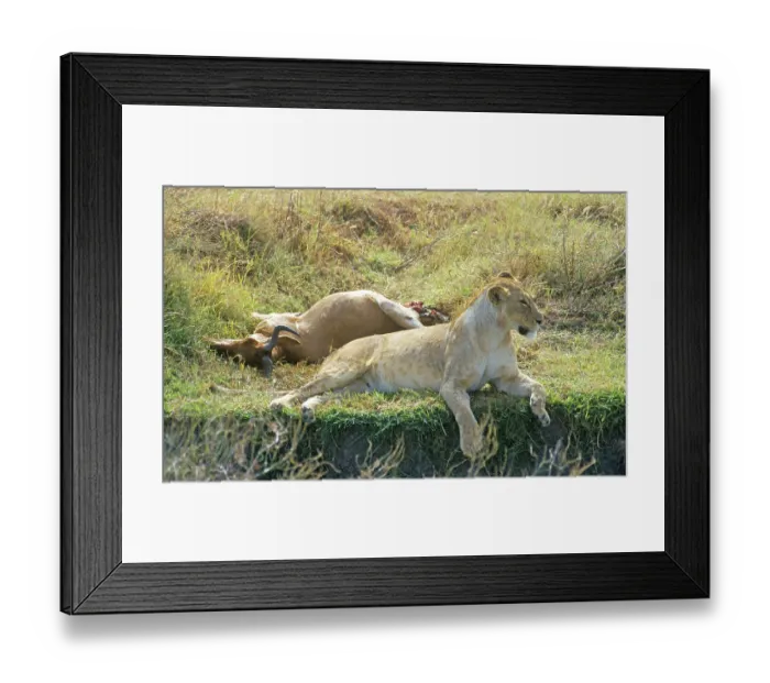 Framed Print : Lioness lying next to her prey